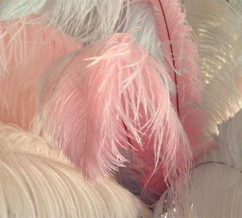 feathers