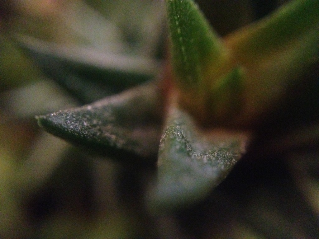 succulent plant