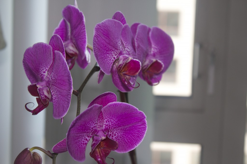 orchid hom decor