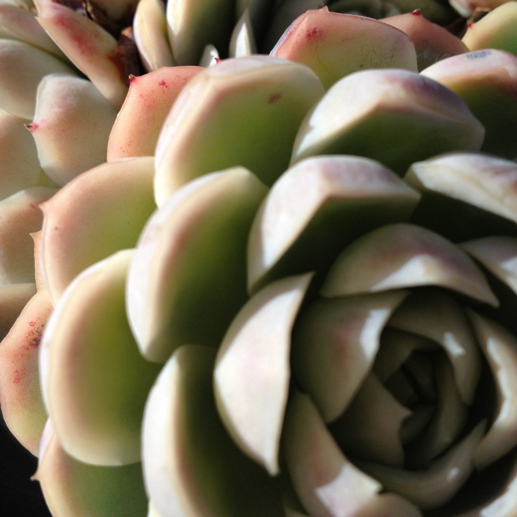 succulents