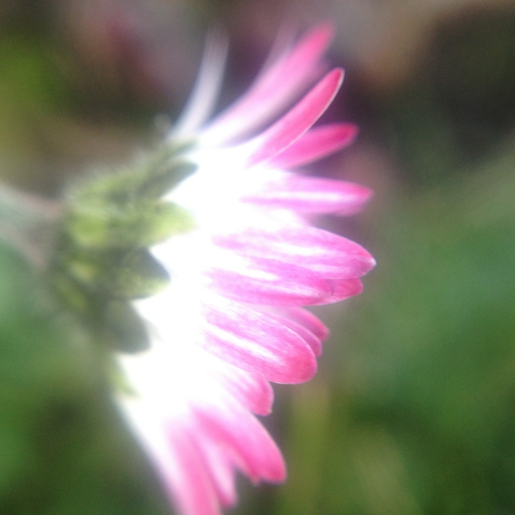 pink daisy
