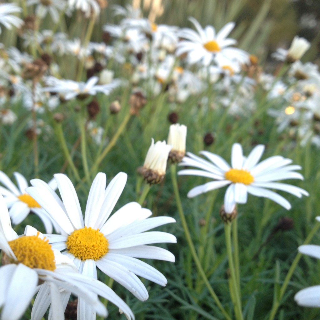daisies 
