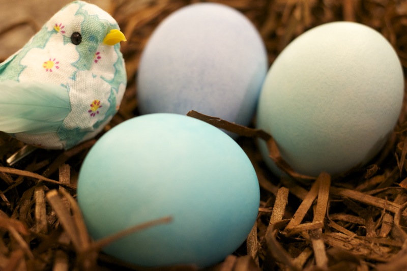 bird and easter eggs