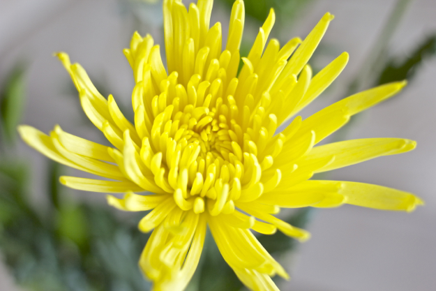 yellow-spider-mum