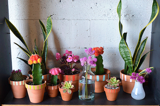 blogshop-LA-succulents