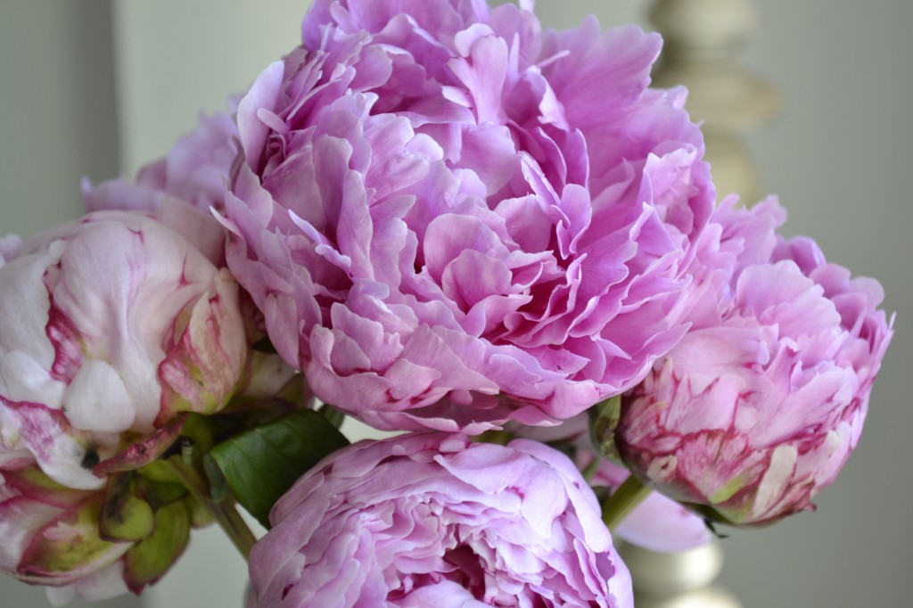 pink peonies