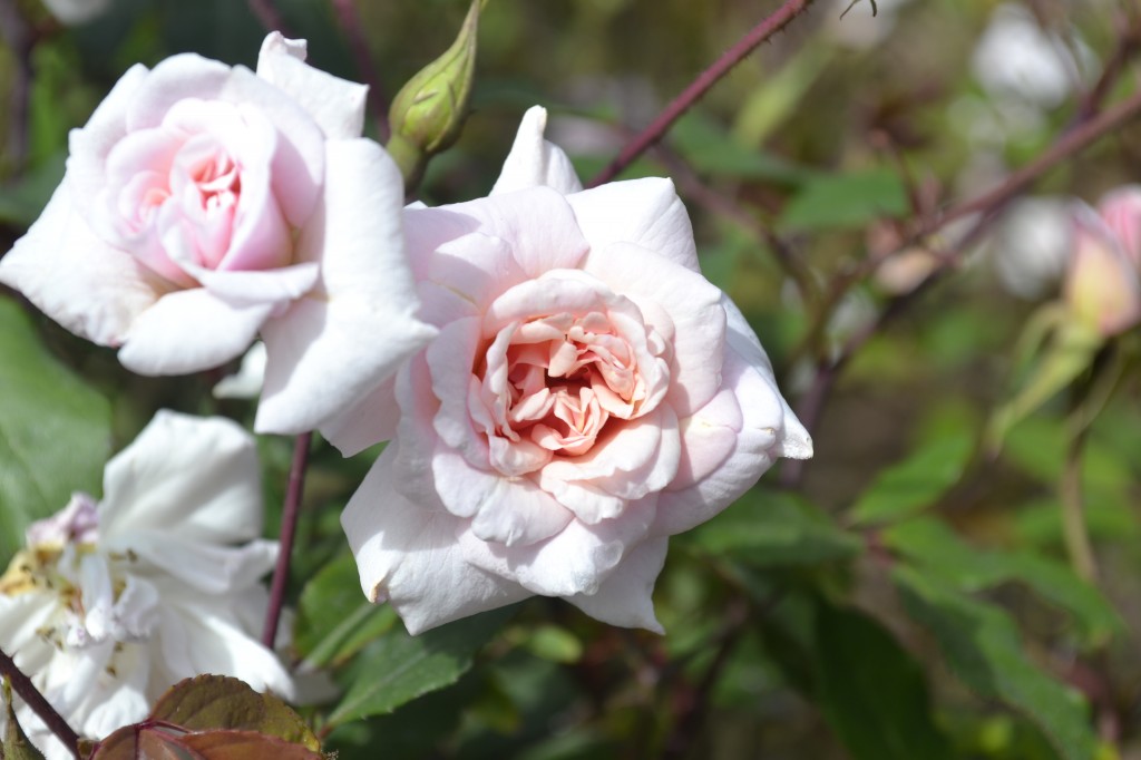 mendocino-botanical-gardens