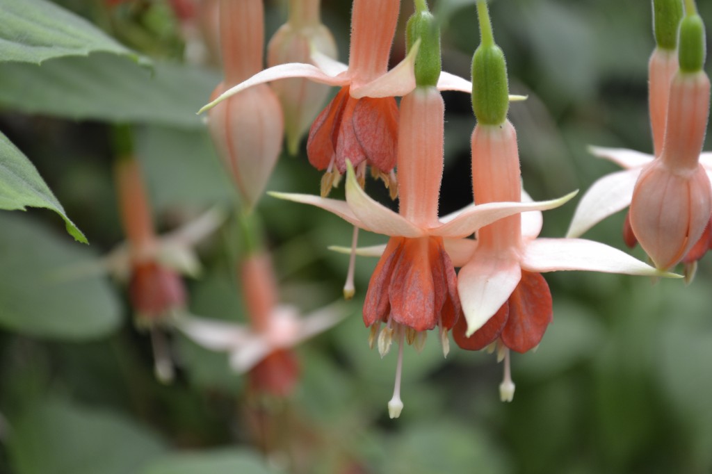 mendocino-botanical-gardens