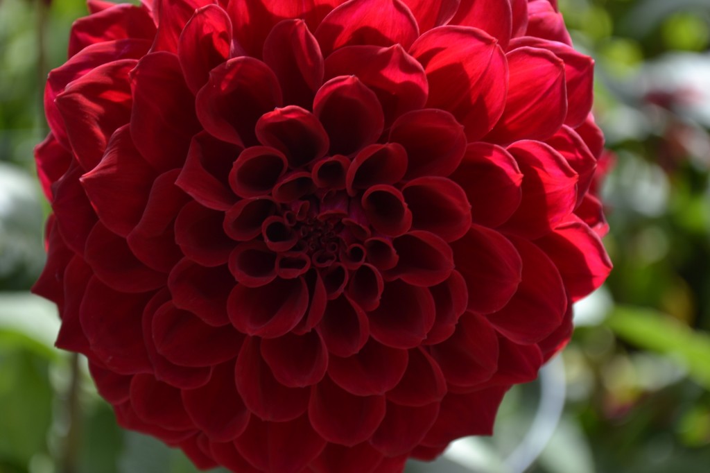mendocino -dahlia