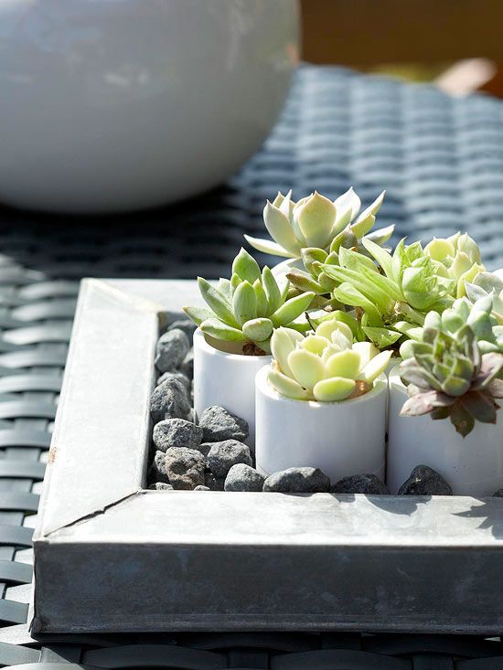 succulent-centerpiece