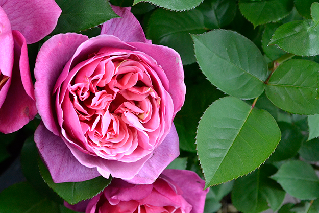 garden-rose-paris