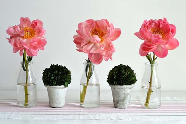 Coral peonies
