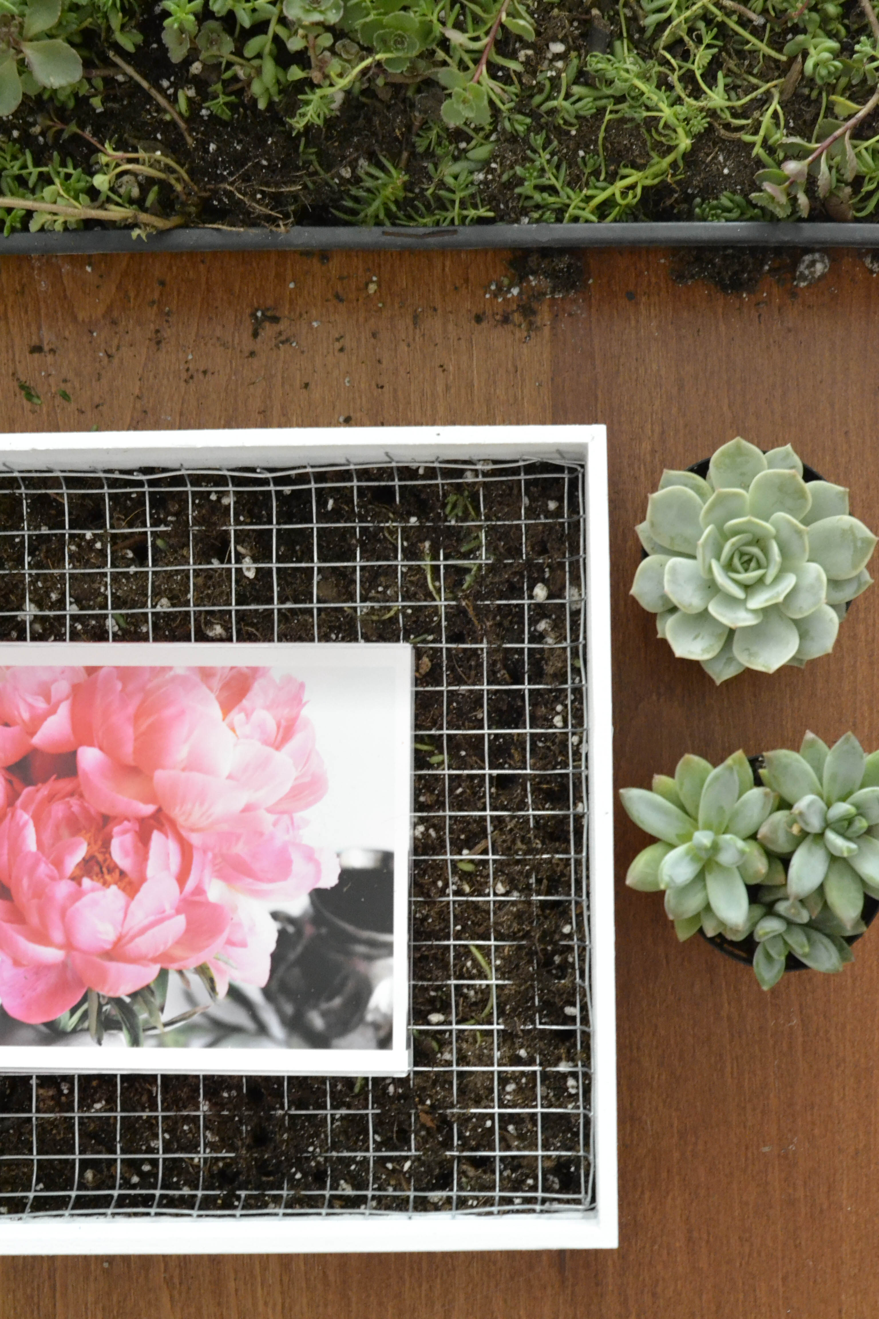 DIY Succulent Planter Frame
