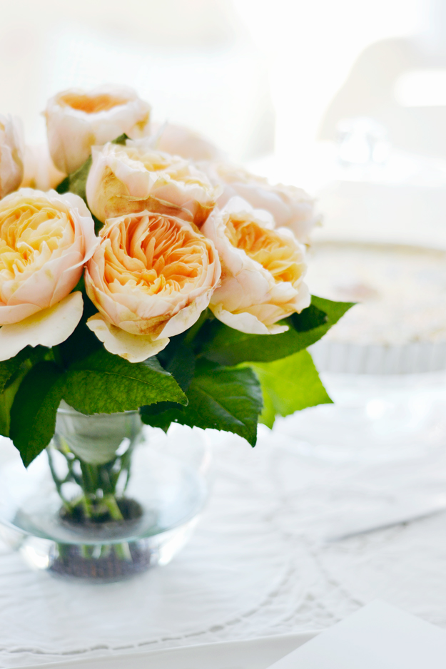 peach garden roses