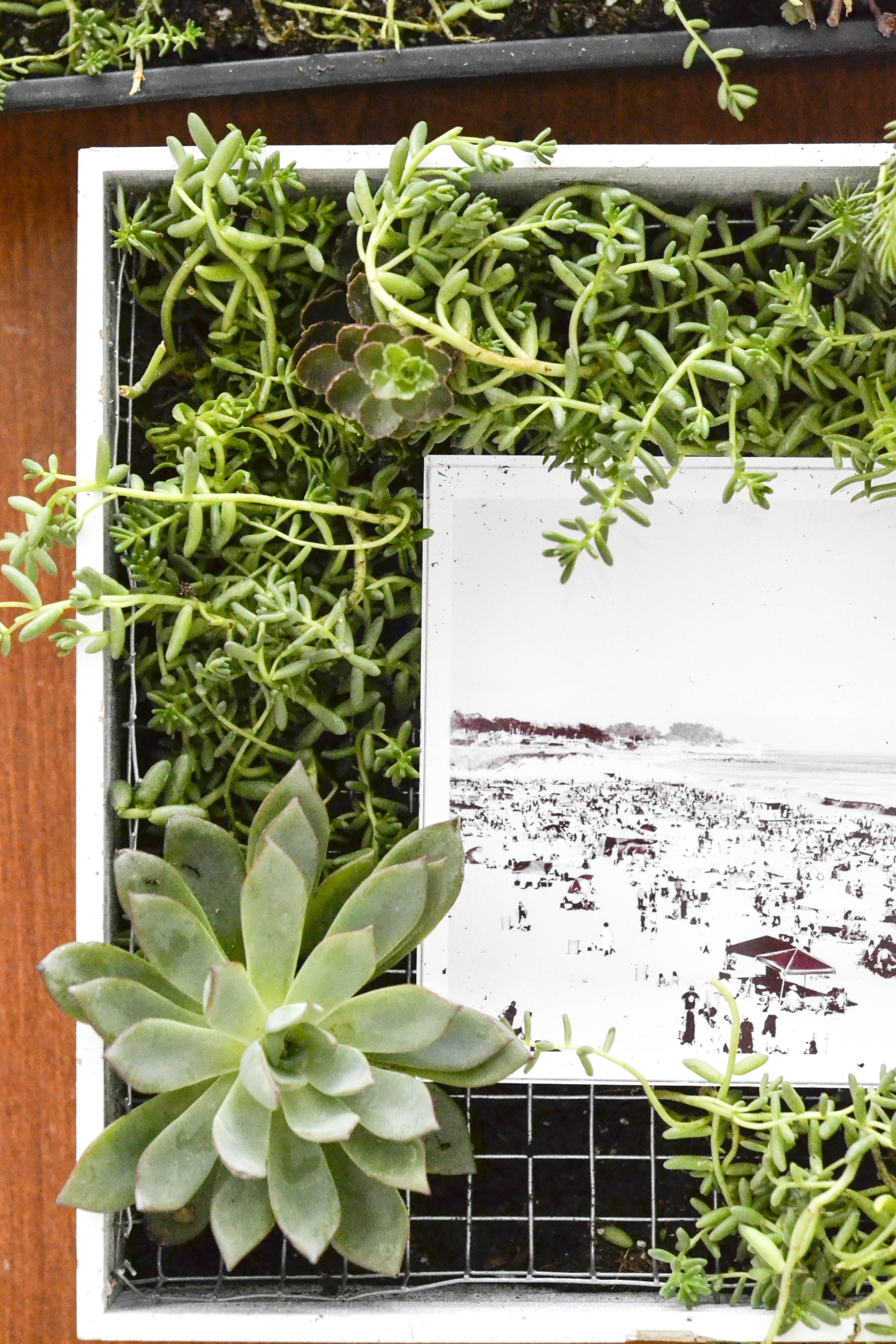 Diy Succulent Frames On Rue Planning Pretty