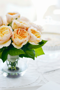 peach garden roses